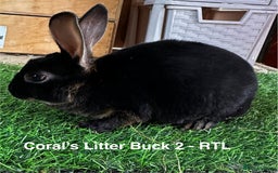 Rex rabbits for sale: Black and Tan Mini Rex  - Image 19