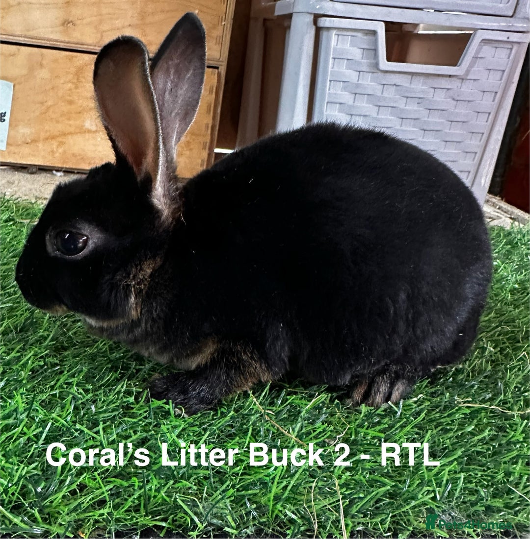 Rex rabbits for sale: Black and Tan Mini Rex  - Image 19