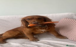 Cocker Spaniel dogs for stud: Pedigree stud   in Gloucester - Image 3