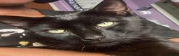 Mixed Breed cats for sale: Mother and 5 kittens  in Reading - Advert 8