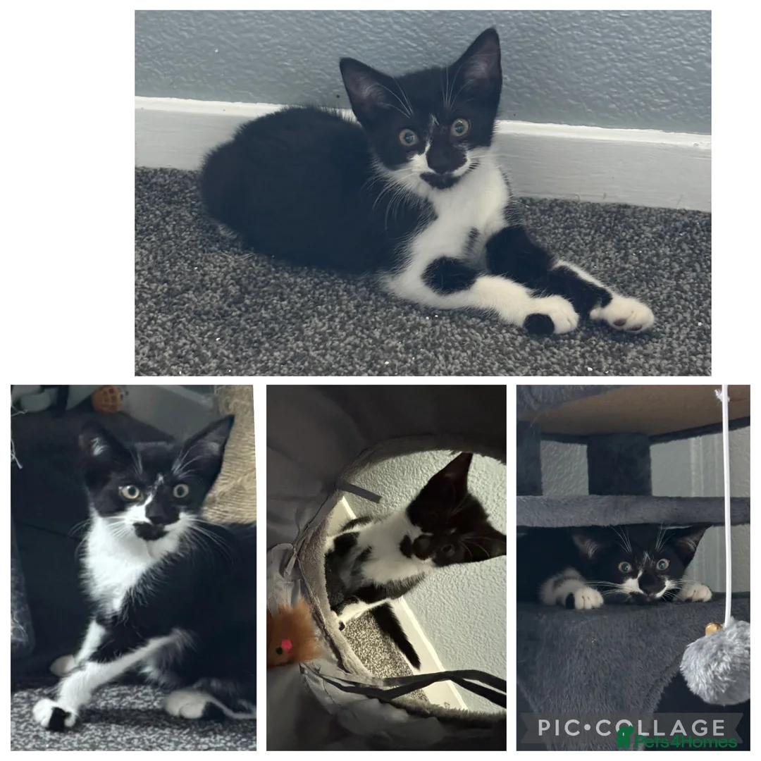 Mixed Breed cats for sale: Beautiful rescue babies  - Advert 5