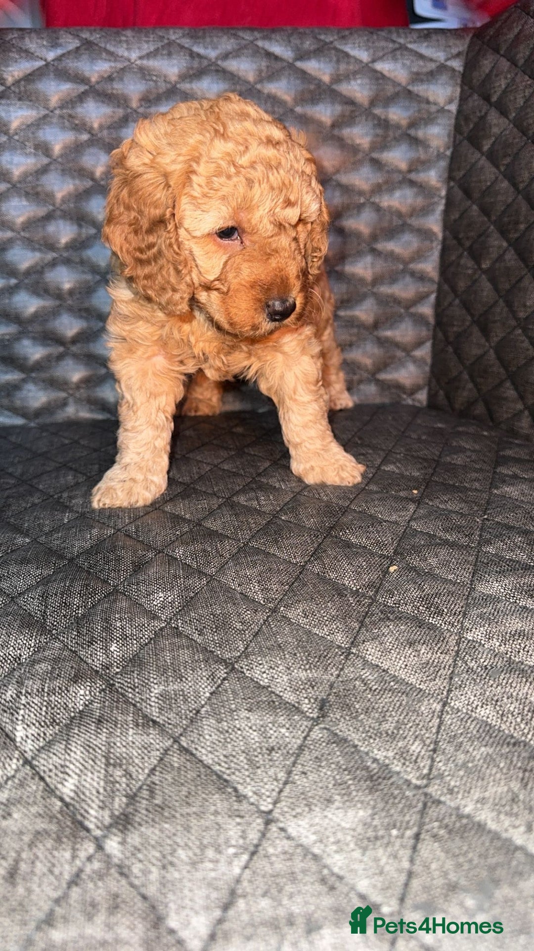Cockapoo dogs for sale: 6 cockapoo F1 puppies seeking their forever homes - Advert 15