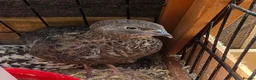 Quail poultry for sale: Gorgeous 8 week old corturnix quail  - Advert 7