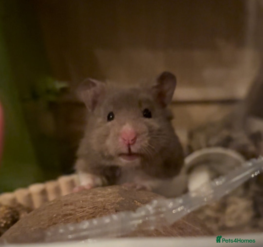 Hamster rodents for sale: Hamster and entire enclosure  - Advert 1