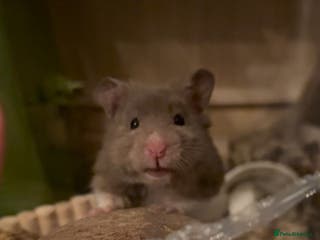 Hamster rodents Hamster and entire enclosure - Advert 1