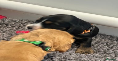 Cocker Spaniel dogs - Advert 1