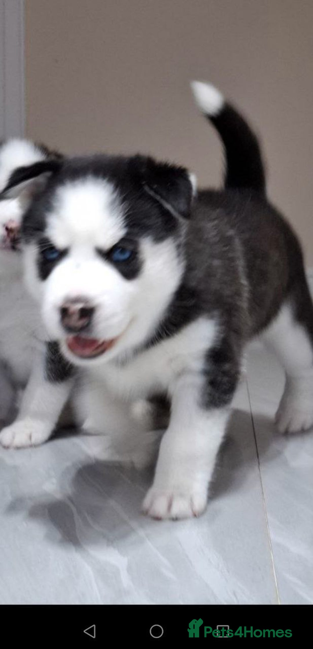 Siberian Husky dogs for sale: Siberian Huskies 1 Male 4 Female - Advert 6