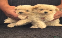 Maltipoo dogs for sale: Adorable Micro Maltipoo f1s  - Image 7