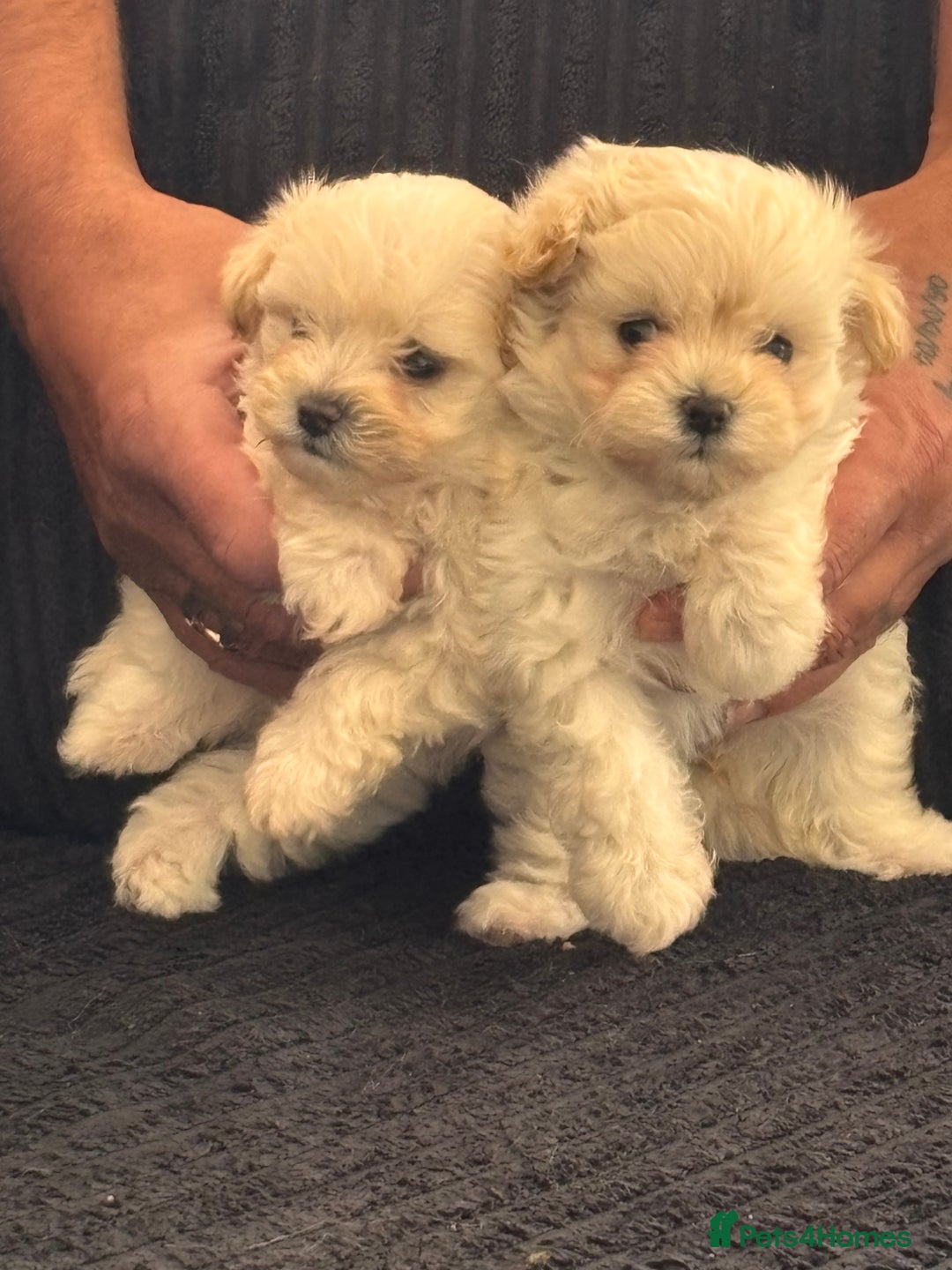 Maltipoo dogs for sale: Adorable Micro Maltipoo f1s  - Image 7
