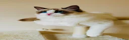 Ragdoll cats for sale: Gorgeous seal bi colour GCCF registered 💙 - Advert 7
