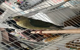 Parakeets birds for sale: Young female red rump  - Image 3
