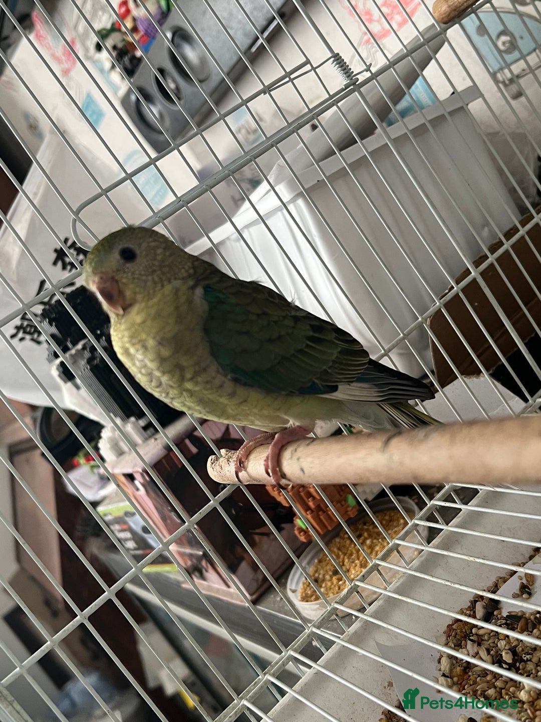 Parakeets birds for sale: Young female red rump  - Image 3