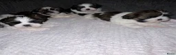 Shih Tzu dogs for sale: Shihtzu puppies for sale  - Advert 4