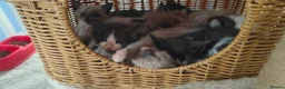 Mixed Breed cats for sale: Russian blue x ragdoll kittens  - Advert 6