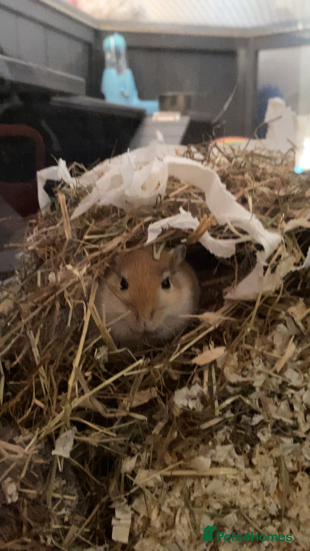 Gerbil rodents for sale: 2 female gerbils for sale  in Telford - Advert 7