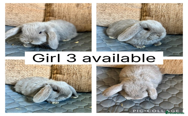 Mini Lop rabbits - Advert 9