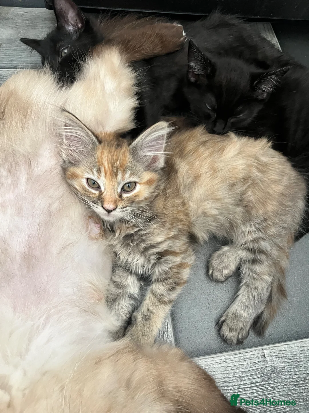 Ragdoll cats for sale: Last boy ragdoll x Maine coon kittens  - Advert 2
