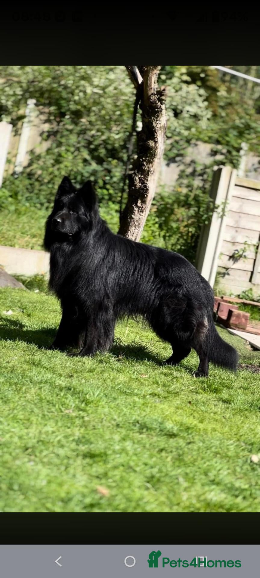 German Shepherd dogs Beautiful top quality long haired German shepherds - Advert 1