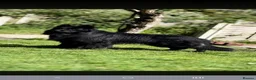 German Shepherd dogs for sale: Beautiful top quality long haired German shepherds - Advert 1