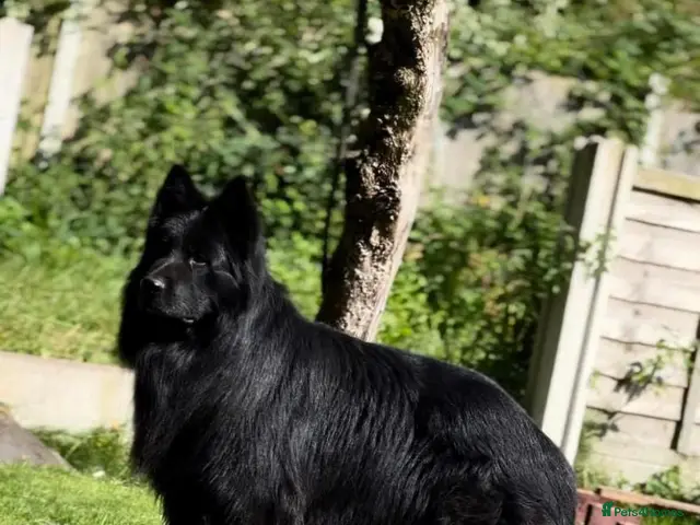 German Shepherd dogs for sale: Beautiful top quality long haired German shepherds - Advert 1