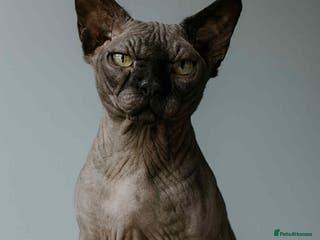 Sphynx cats STUD-SPHYNX BAMBINO TICCA ACTIVE - Advert 1