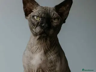 Sphynx cats STUD-SPHYNX BAMBINO TICCA ACTIVE - Advert 10