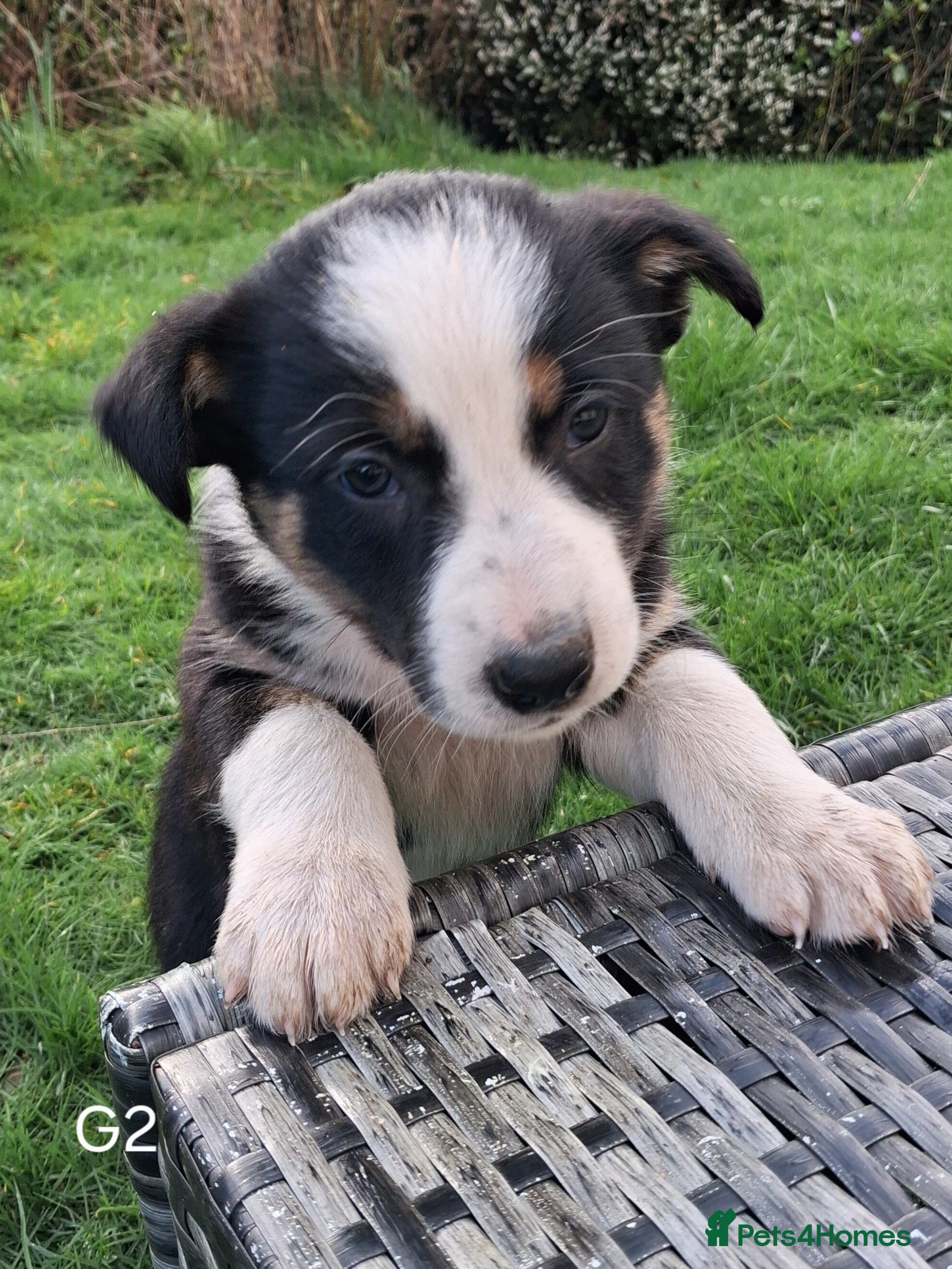 Border Collie dogs Beautiful Tri Colour Border Collie Puppies 🐶  - Advert 13