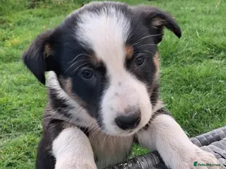 Border Collie dogs Beautiful Tri Colour Border Collie Puppies 🐶 - Advert 13