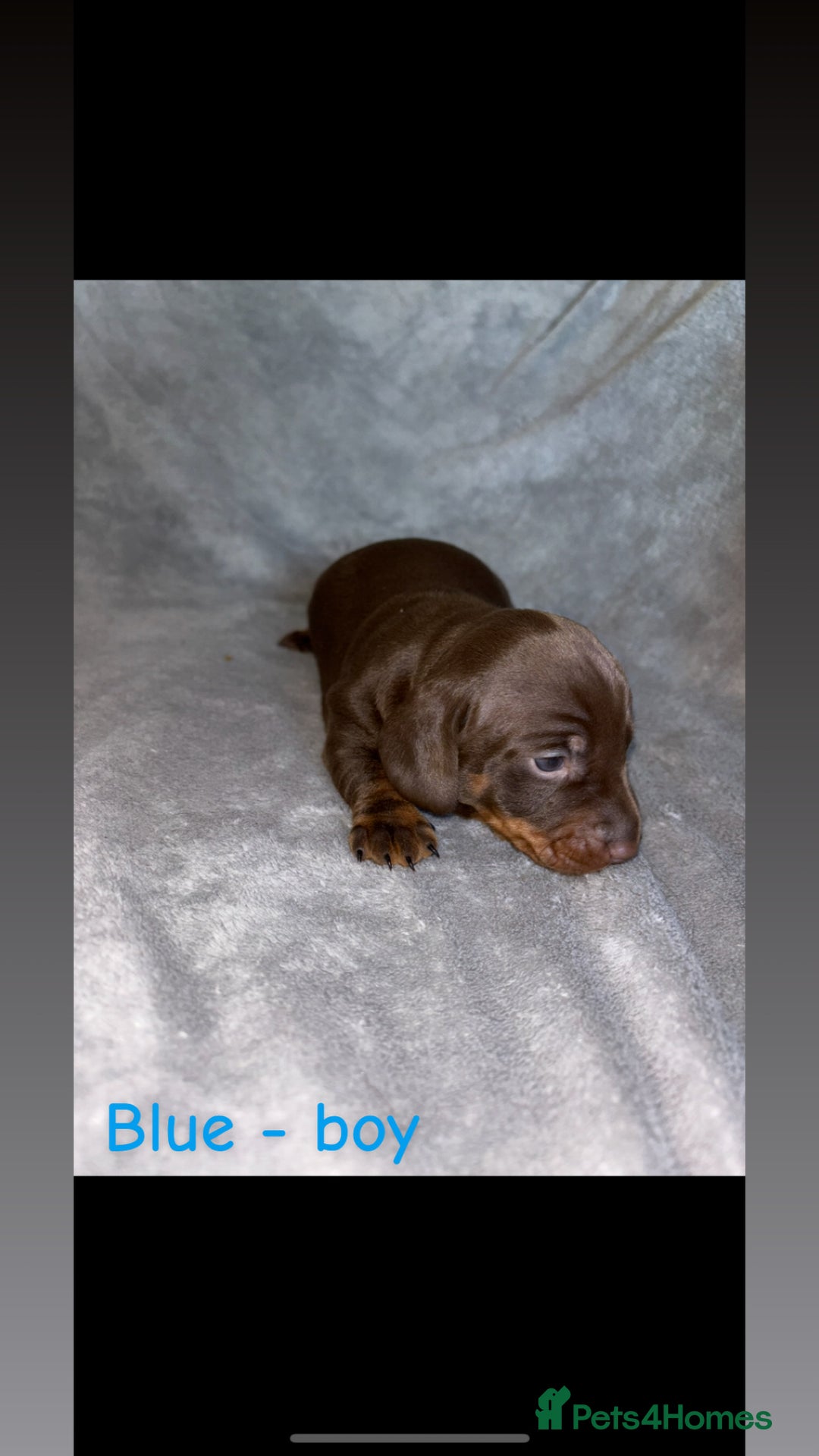 Miniature Dachshund dogs for sale: One male left. LAST PUP Miniature dachshund!  - Image 5