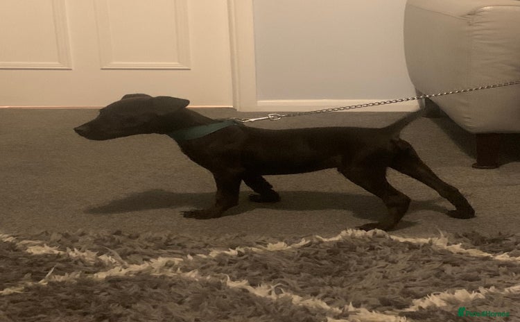 Patterdale Terrier dogs patterdale terrier puppies  - Advert 14