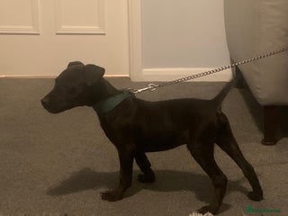 Patterdale Terrier dogs patterdale terrier puppies - Advert 2