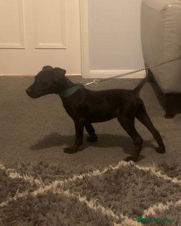 Patterdale Terrier dogs patterdale terrier puppies - Advert 14