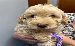Miniature Poodle dogs for sale: Miniature poodles  - Image 1