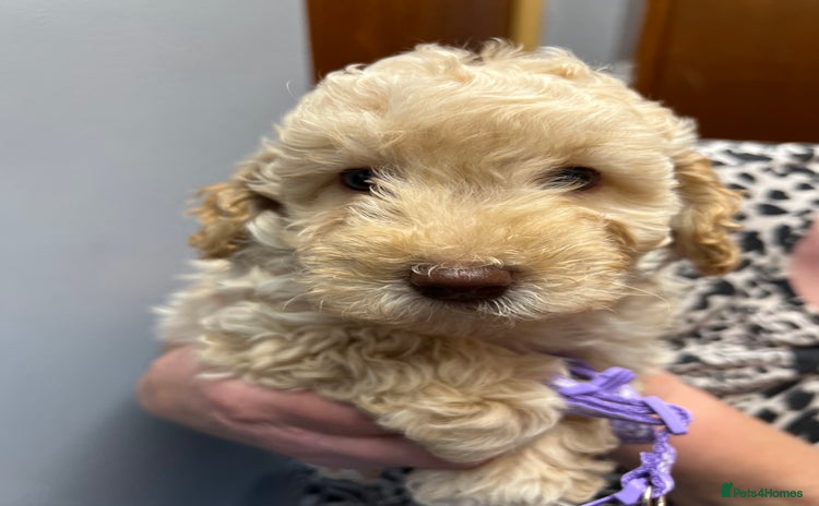 Miniature Poodle dogs - Advert 2