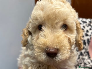 Miniature Poodle dogs - Advert 14