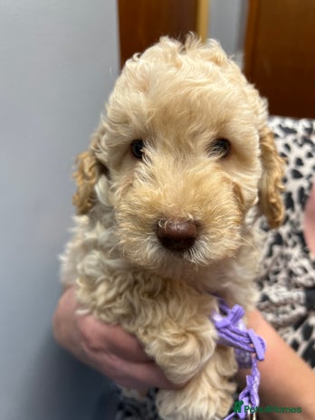 Miniature Poodle dogs - Advert 3