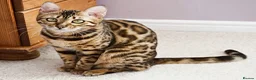 Bengal cats for sale: TICA Active Reg 11mth Bengal Girl  - Advert 3