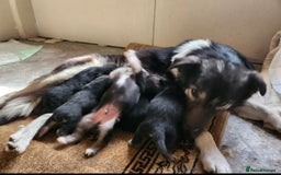 Mixed Breed dogs for sale: Belgian X Collie, 4 beautiful girls, 6 months old  - Image 13