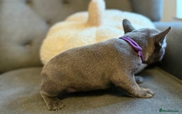 French Bulldog dogs for sale: ✨Stunning Pedigree French Bulldog Puppies✨ - Advert 27