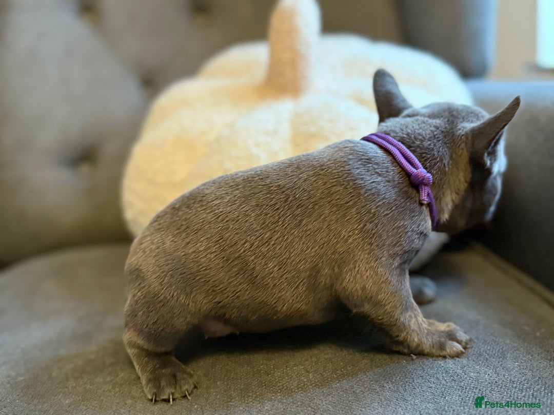 French Bulldog dogs for sale: ✨Stunning Pedigree French Bulldog Puppies✨ - Advert 27