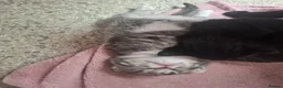 Domestic Shorthair cats for sale: Kittens  - Advert 4