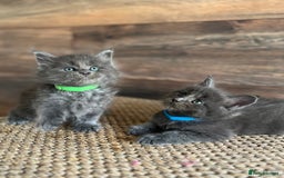 Maine Coon cats for sale: First Litter 6 Pure Maine Coon Kittens - Image 8