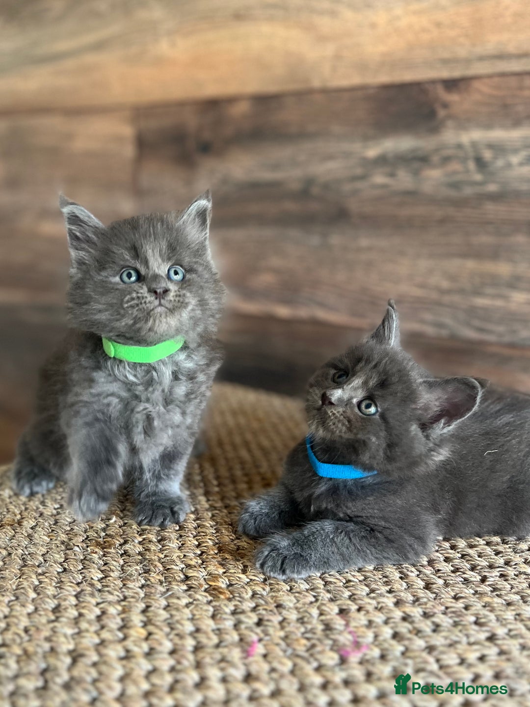 Maine Coon cats for sale: First Litter 6 Pure Maine Coon Kittens - Image 8