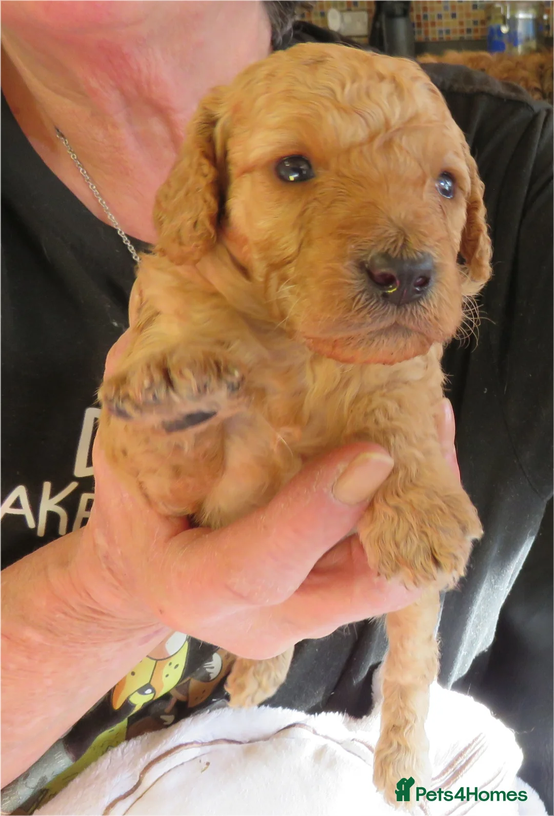 Cockapoo dogs for sale: Beautiful DNA Health tested Cockapoos - Advert 24