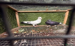 Pigeons birds for sale: Pigeons for sale - Image 17