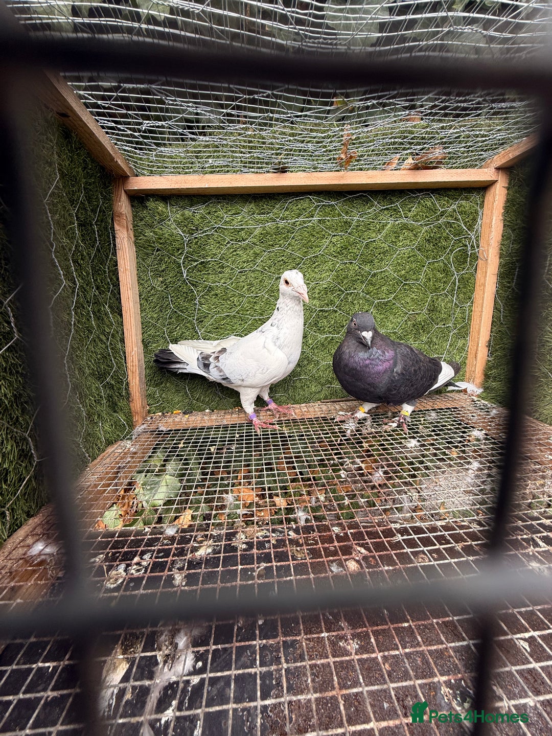 Pigeons birds for sale: Pigeons for sale - Image 17