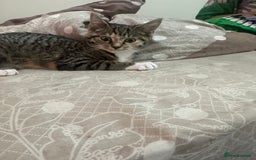 Mixed Breed cats for sale: Olivia  - Image 2