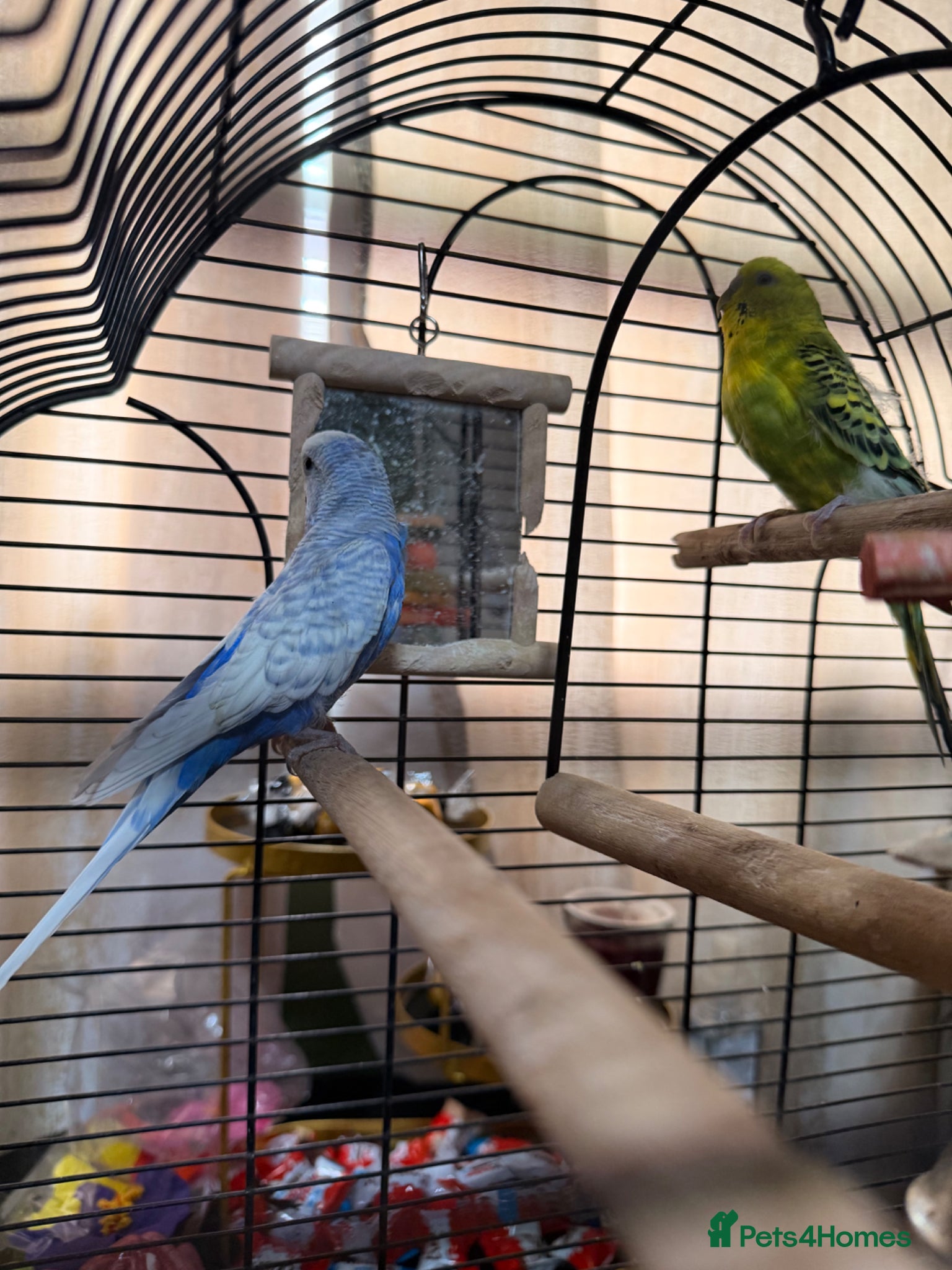 Budgerigars birds  Tamed Budgie Pair for Sale (Male & Female) - Advert 2