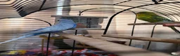 Budgerigars birds for sale:  Tamed Budgie Pair for Sale (Male & Female) - Advert 2