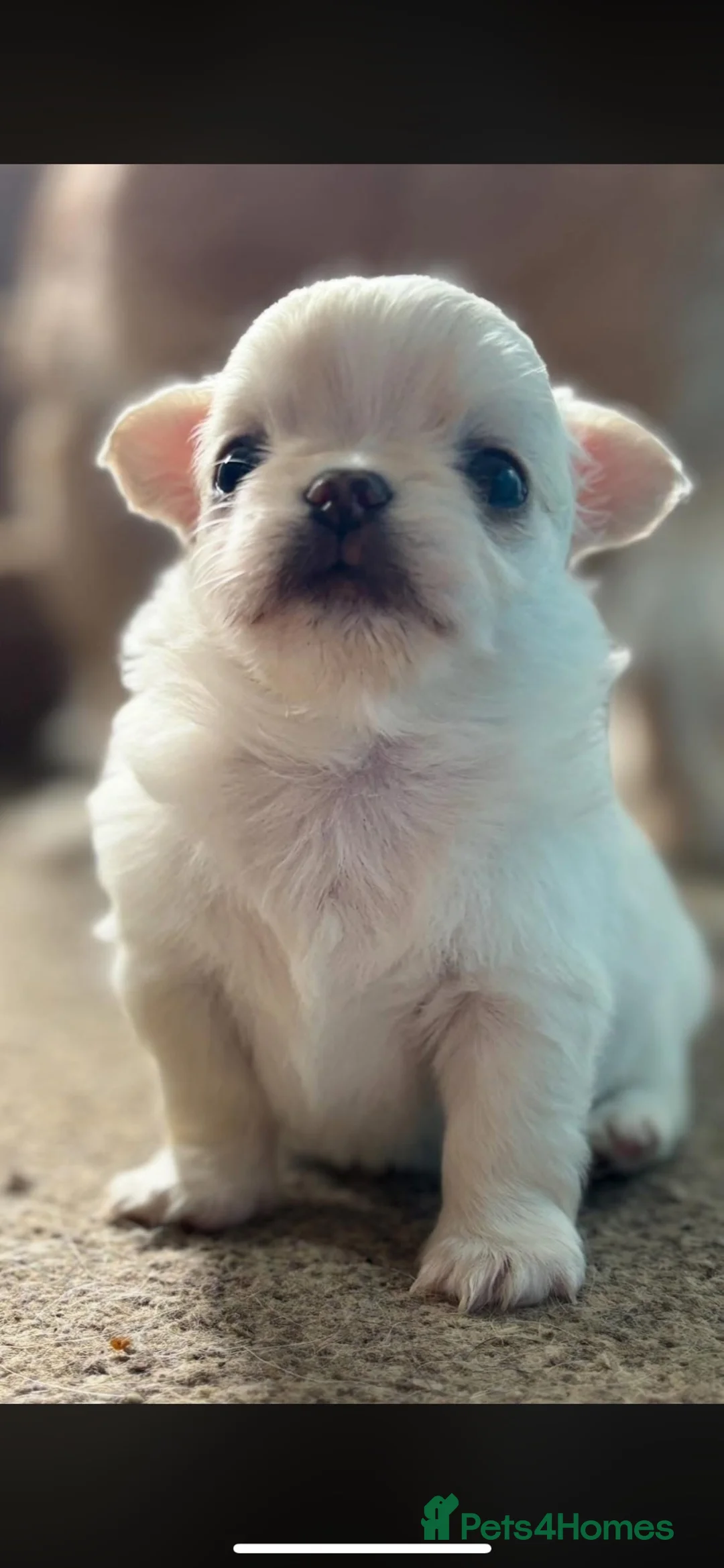 Chihuahua dogs for stud: Small and proven chihuahua for stud - Advert 9
